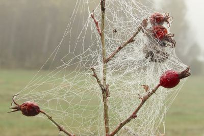 Rose hips covered in dewy spider web